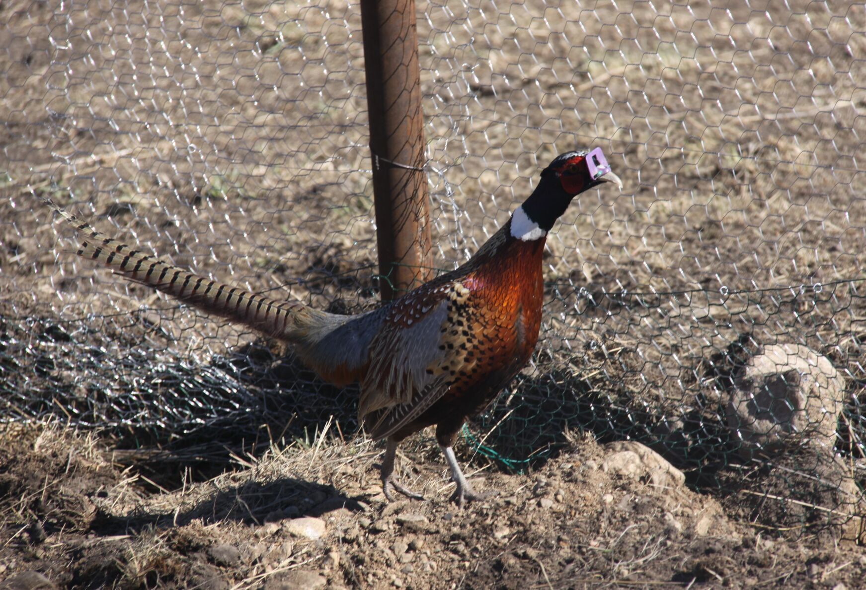 Rooster in breeder pen